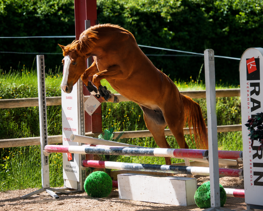 Vente de poney